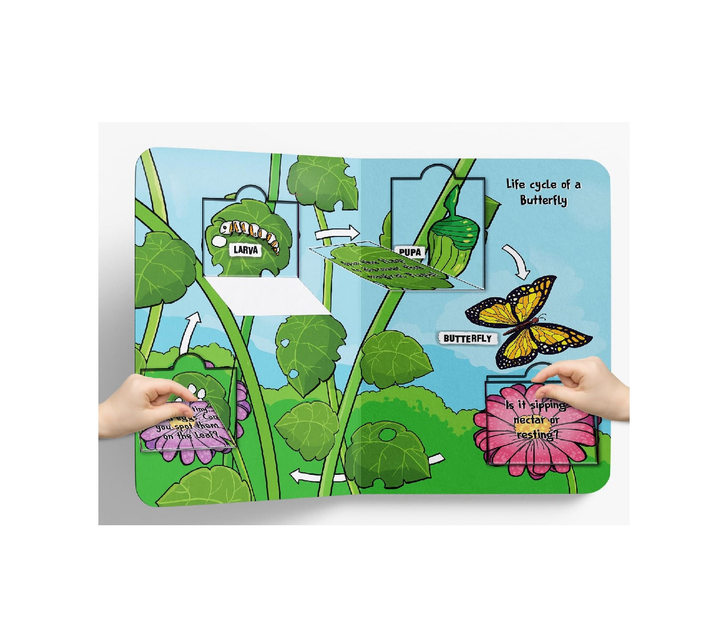 Lift the Flap: Life cycles | Hardcover