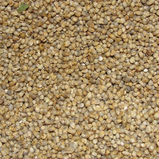 Freshon Pearl Millet - Natural - 1 kg
