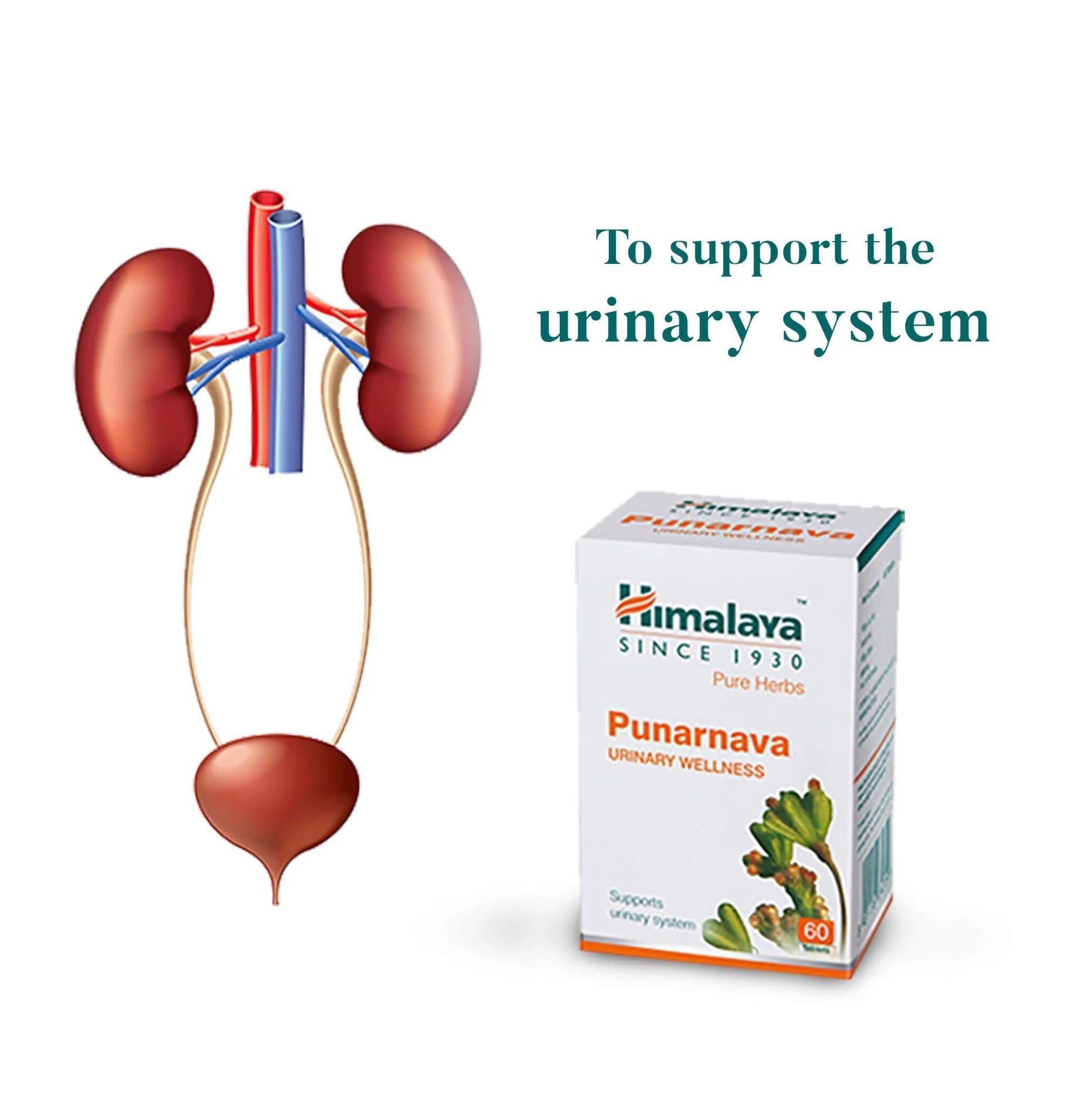 Himalaya Herbals - Punarnava Urinary Wellness - Pack of 1 - 60 tabs