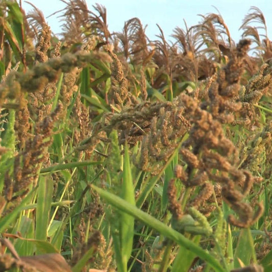 Organic Barnyard Millet - 1 kg