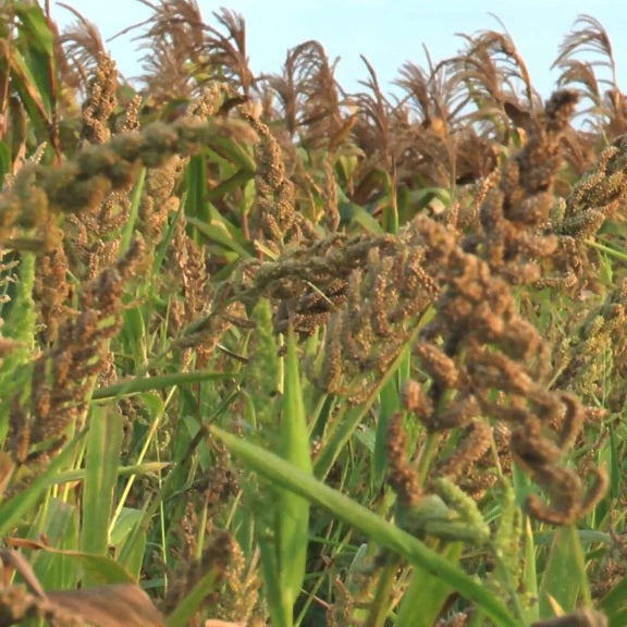 Organic Barnyard Millet - 1 kg